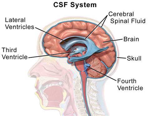 csf leak from nose test|Cerebrospinal Fluid Leak Repair 